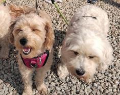 furry friends